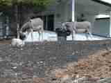 wild donkeys in the town