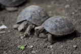 very young tortoise in Darvin Station