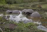 free tortoises in pond