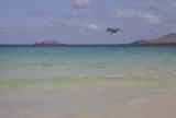 Pelican over beach
