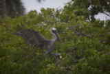 Pelican approaching a tree